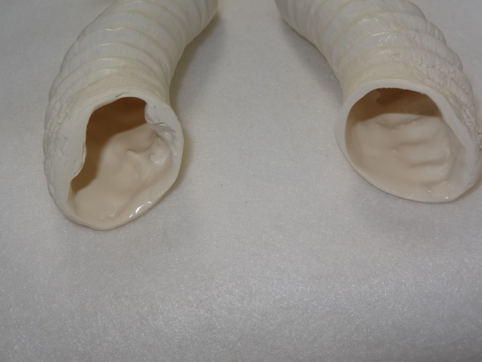 Plastic Opaque Springbok Antelope Horns - Image 6