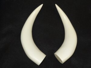 Plastic Opaque Medium Bull Horns