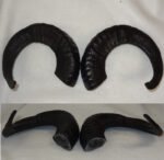 Plastic Opaque Single Curl Ram Horns