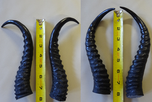 Plastic Opaque Springbok Antelope Horns - Image 3